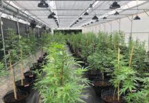 ganja pattaya thailand terbakar